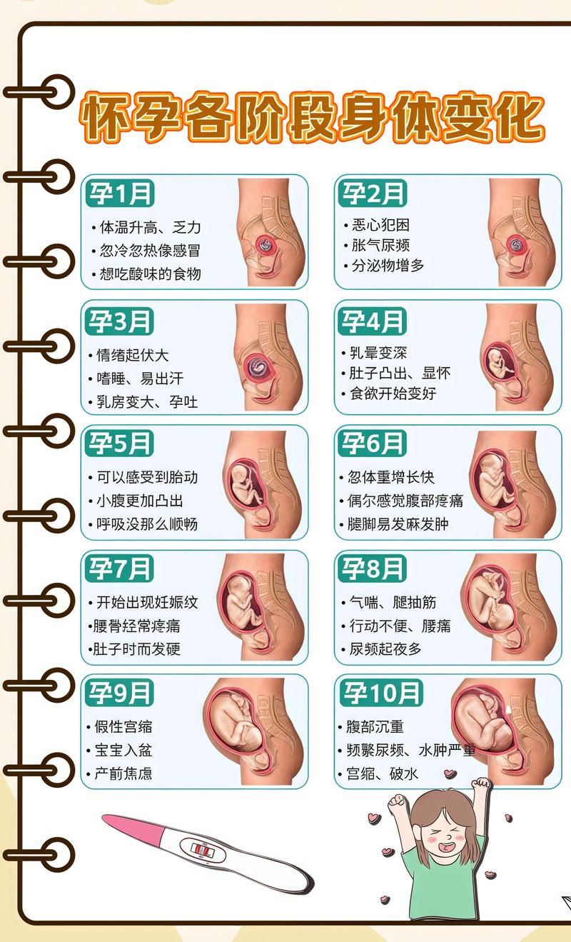 揭秘供卵代孕妈妈怀孕小腹分两节，孕期变化的奥秘西城代生机构: